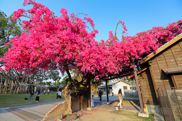 台中西區國家漫畫博物館九重葛花開燦爛，結合日式建築充滿懷舊感