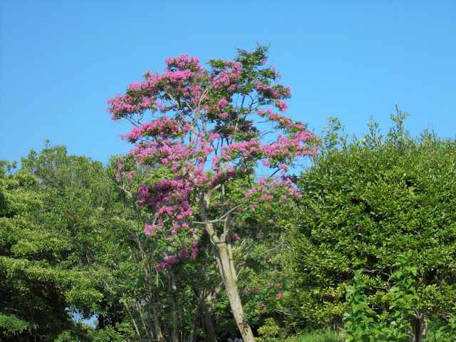 サルスベリの木にピンクの花が咲いている