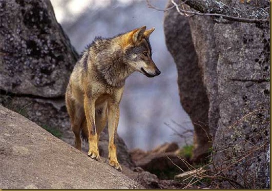 Lobo iberico
