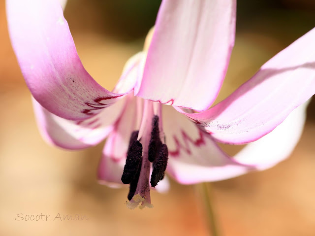 Erythronium japonicum