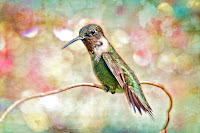 Hummingbird Art