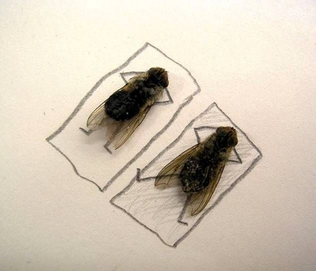 foto unik lalat
