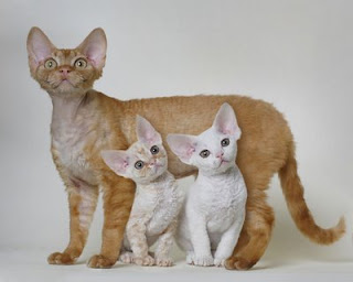 devonshire-rex devonshire rex cat pets photo picture