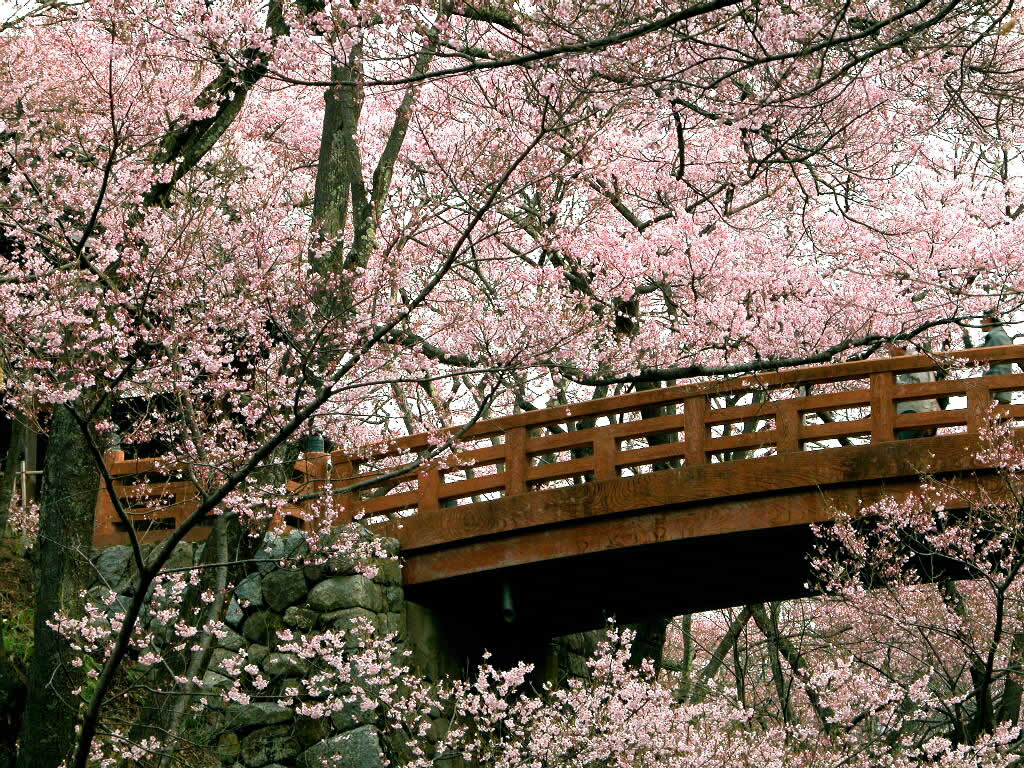 Cherry blossom wallpaper |Clickandseeworld is all about Funny|Amazing ...