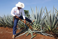 producteur d'Agave