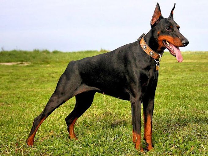 Características y cuidados del perro Doberman