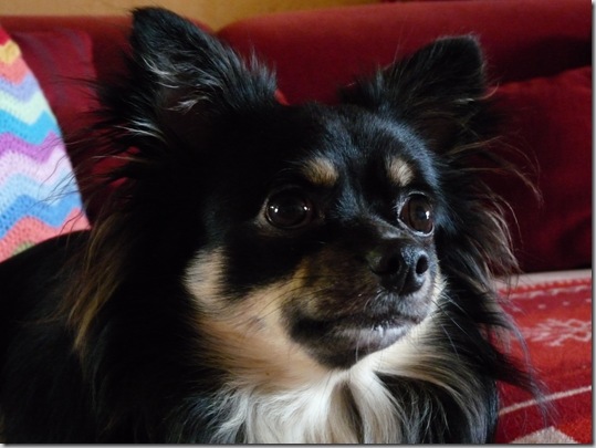 Joschi