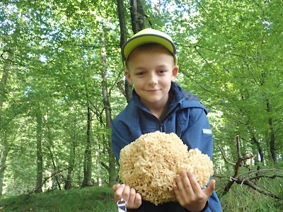 grzyby 2019, grzyby we wrześniu, grzyby w okolicach Krakowa, siedzuń sosnowy, pieprznik ametystowy, podgrzybek pasożytniczy, maślanka wiązkowa, goryczak żółciowy, rycerzyk czerwonozłoty