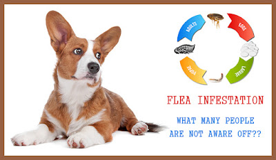 https://www.budgetpetworld.com/?utm_source=extblog&utm_medium=seo&utm_campaign=Know-Flea-Infestation-That-Pet-Owners-Are-Not-Aware