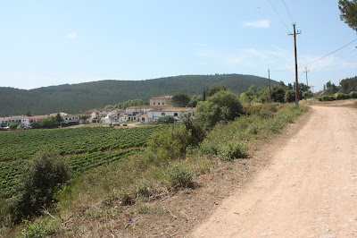 ARBRES SINGULARS, ARBRES REMARCABLES DEL PLA DE MANLLEU (ALT CAMP) I AIGUAVIVA (BAIX PENEDÈS), camí d'Aiguaviva a l'entrada del poble d'Aiguaviva