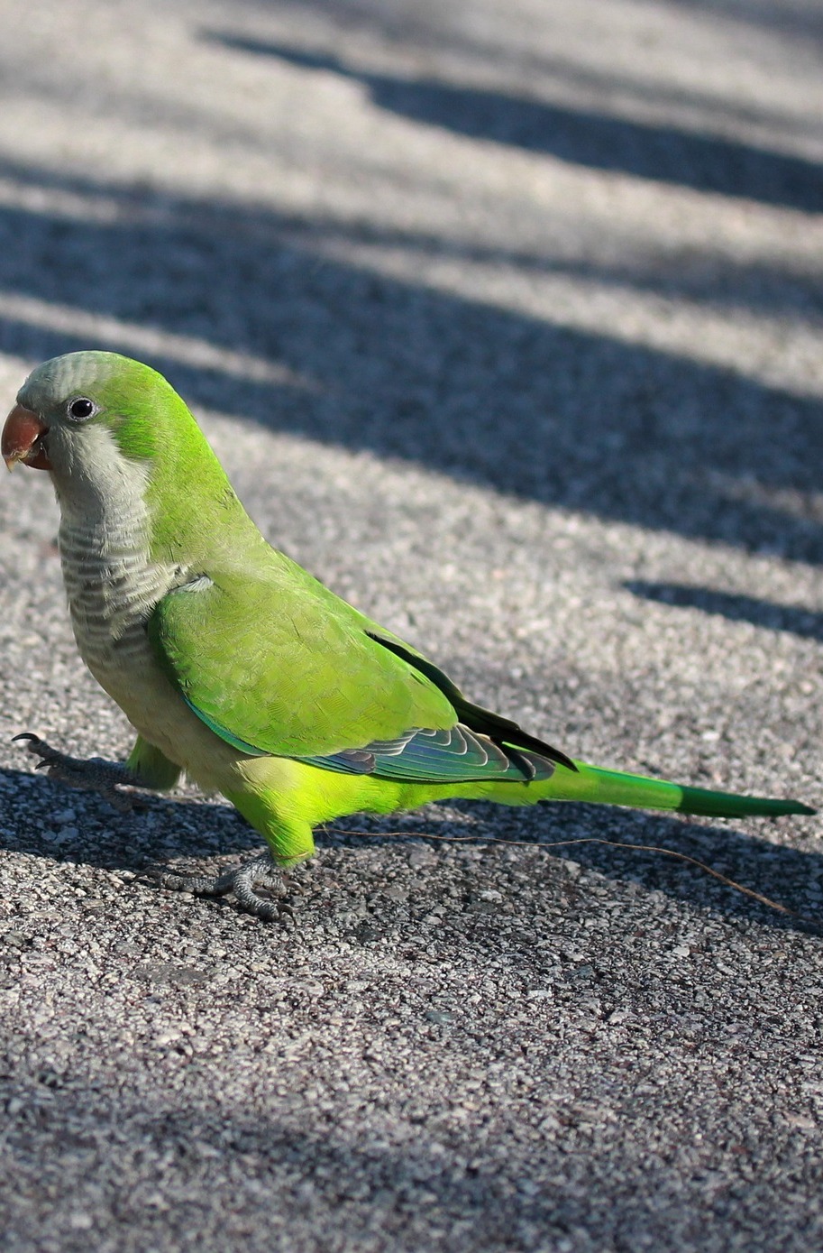 Picture of a green parrot.