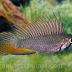 Ficha Apistogramma Breitbinden