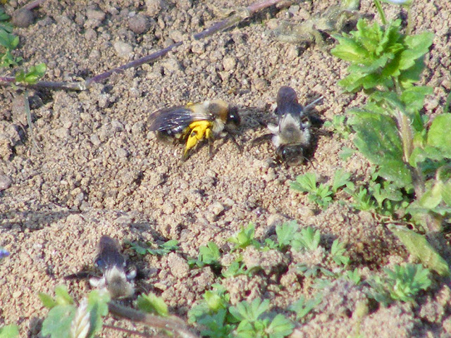 Grey-backed Mining Bee Andrena vaga, Indre et Loire, France. Photo by Loire Valley Time Travel.