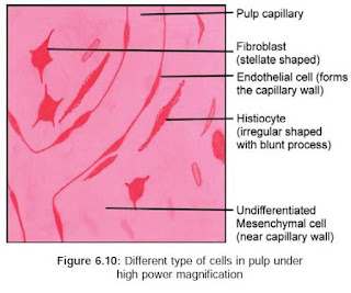 Different type of cells in pulp under high power magnification