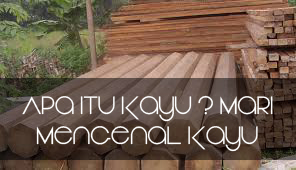 Apa itu kayu ? mari mengenal kayu