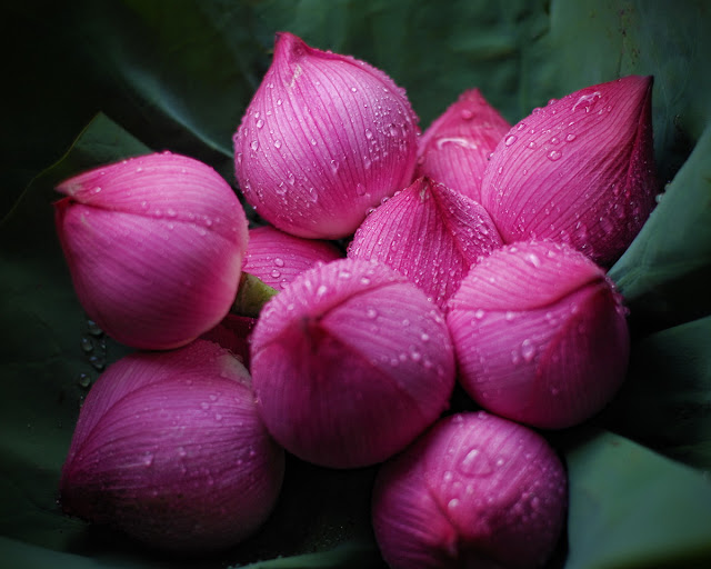 flor de lótus