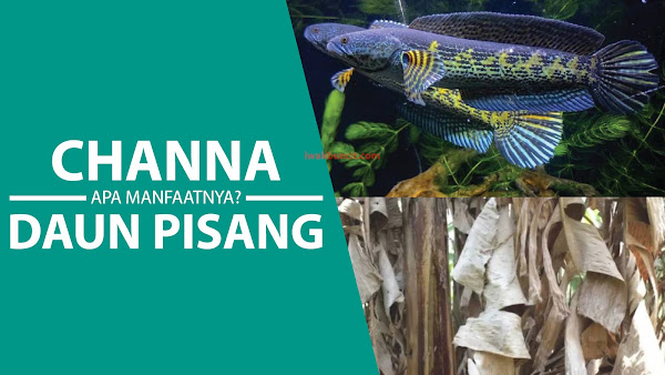 Daun Pisang Kering untuk Ikan Channa: Memang Apa Manfaatnya untuk si Ikan GALAK Satu Ini?