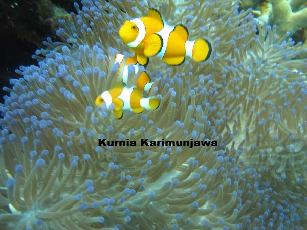 paket tour karimunjawa maret