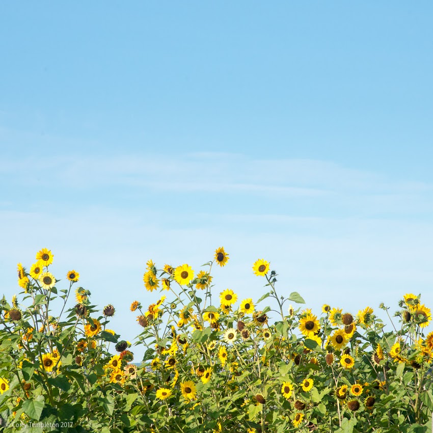 Portland, Maine USA September 2017 photo by Corey Templeton. Enjoying the company of some sunflowers this morning at the North Street Community Garden, atop Munjoy Hill.