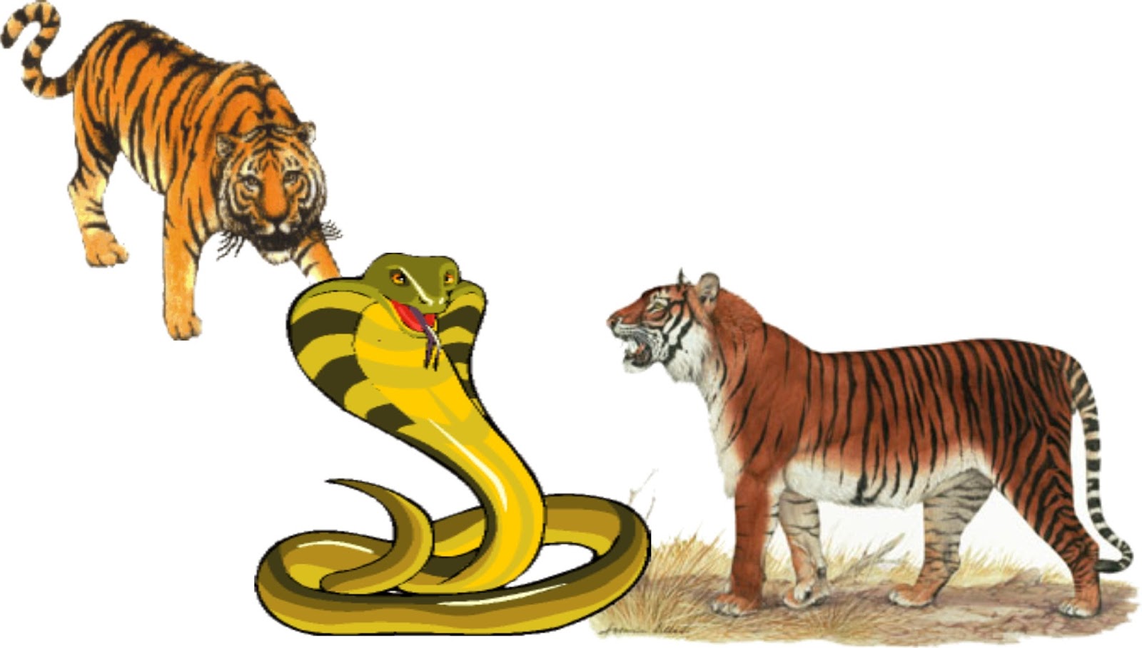 Gambar Kartun Kancil Dan Harimau Aliansi kartun