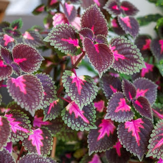 Coleus forskohlii, Plectranthus barbatus forskolin