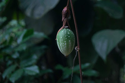 Photo of seed pod by Sebastian Seck on Unsplash