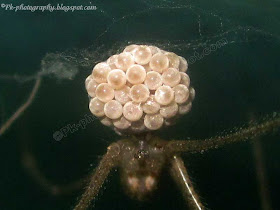 Spider With Egg Sac