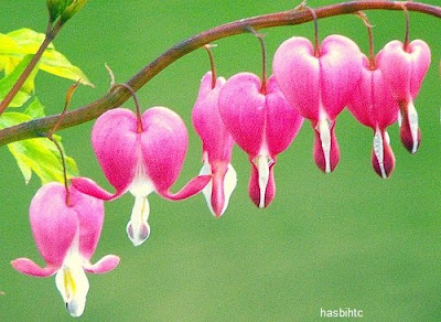 Bunga Bleeding Heart