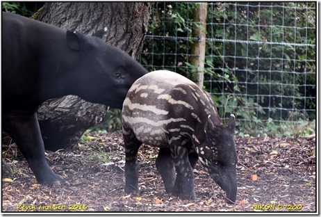 Chester Zoo - October