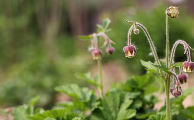 Geum Rivale Flowers Pictures