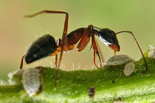 How to Kill Ants