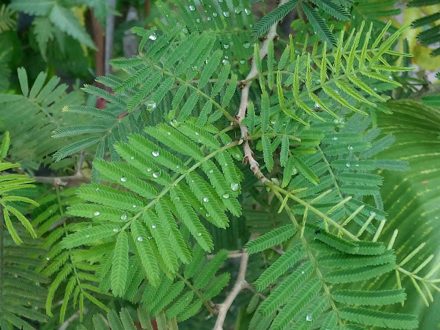 Morning image of shami plant Beautiful Shami plant and flower