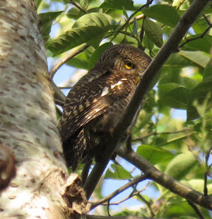 Asian Barred Owlet