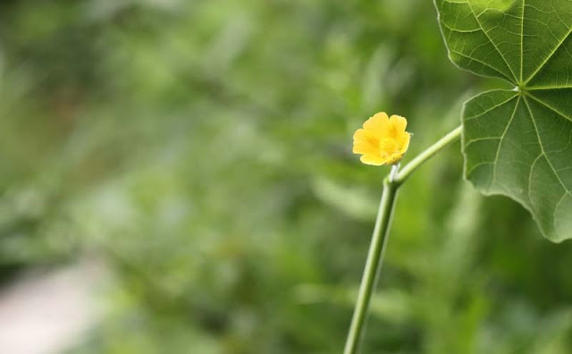 Indian Mallow Flowers