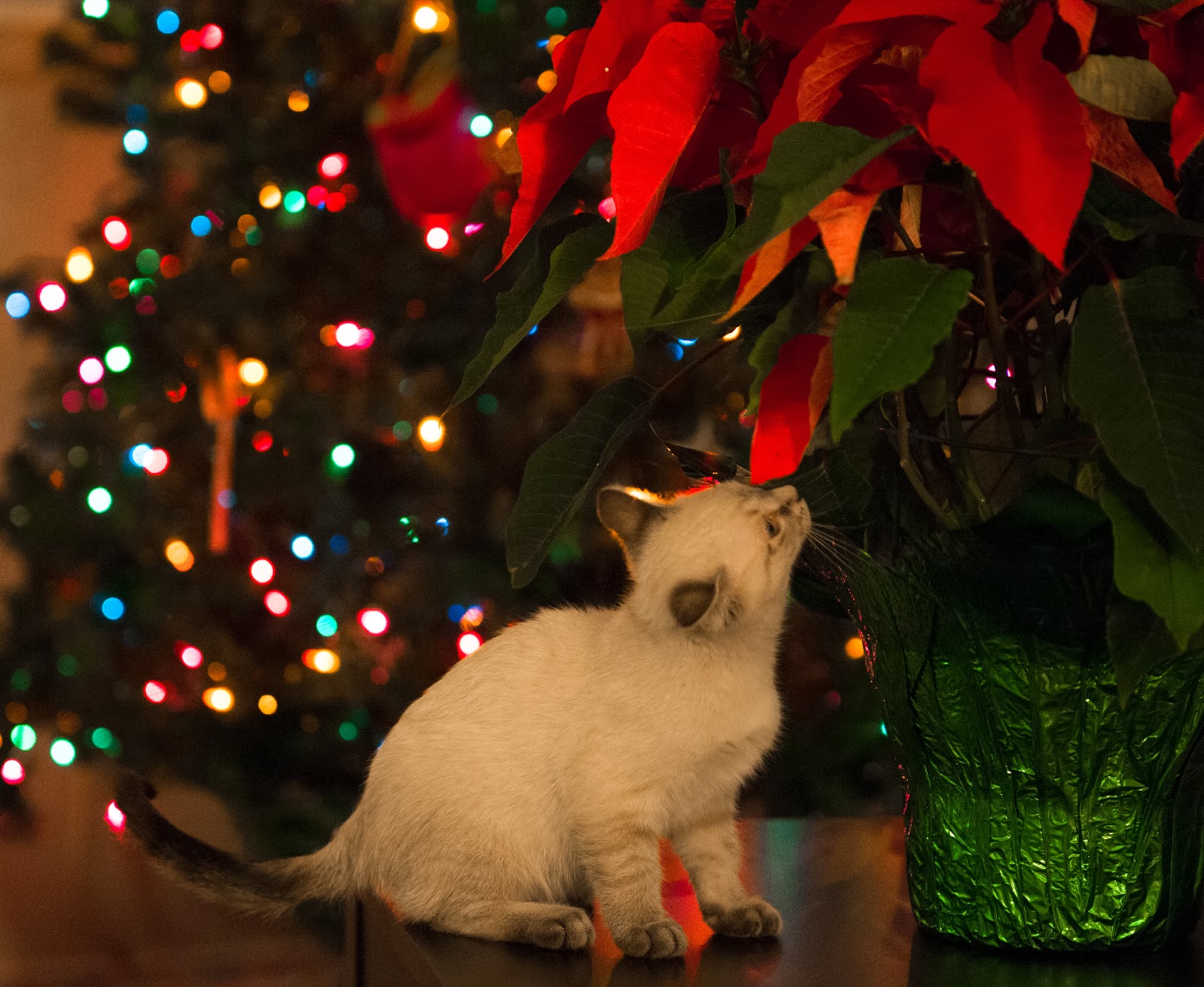 Poinsettias Poisonous Cats  poinsettia plant but recently i heard 