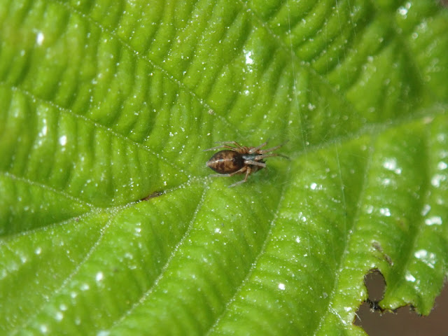 Dictyna sp