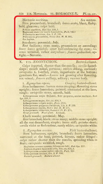 Описание мертензии приморской, выполненное английским ботаником Сэмюэлом Фредериком Греем