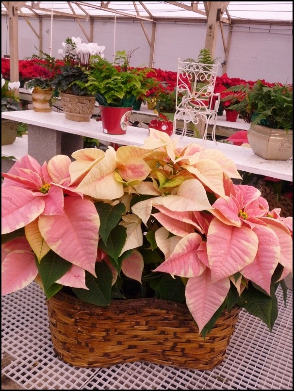 poinsettia farm2011 004 (600x800)