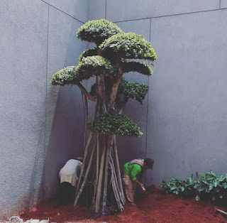 Bonsai dollar