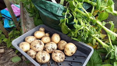 Container Potatoes Rocket