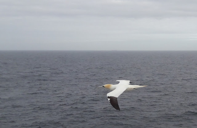 lingonberryhousem suula, gannet, lintu, bird