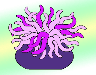 Anemone Drawing