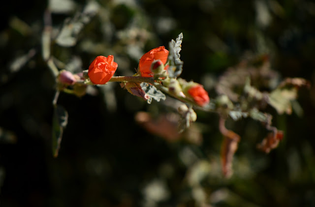 sphaeralcea ambigua, globemallow, small sunny garden, amy myers, sonoran desert, desert wildflower