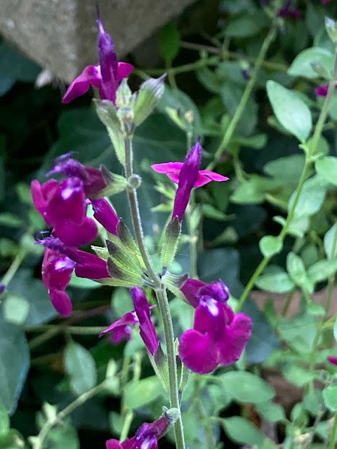 Flowers and leaves of Salvia "Amethyst lips"