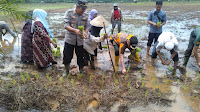 Kecamatan Natal Tanam Padi Serentak 285 Hektar, Menuju Swasembada Pangan