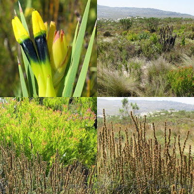 Silvermine Noordhoek Witsenia maura in April