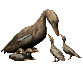 patos gifs buscoimagenes (32)