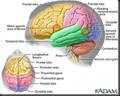 otak manusia
