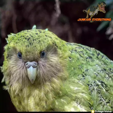 kakapo | jankari everything