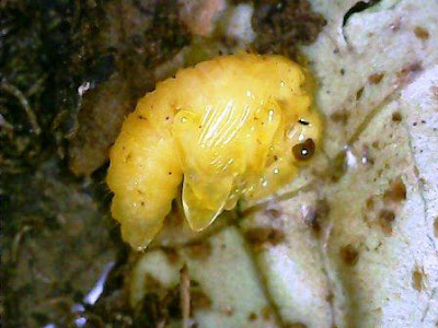 Kepompong kumbang